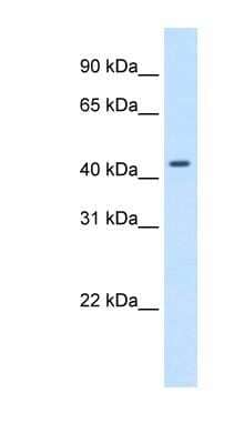 Western Blot: SNAP43 Antibody [NBP1-80296] - Transfected 293T cell lysate, concentration 1.25ug/ml.