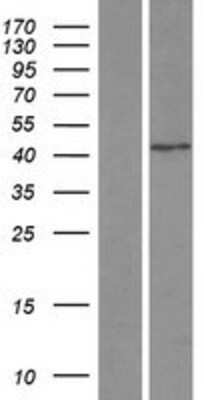 Western Blot SNAP43 Overexpression Lysate