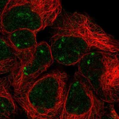 Immunocytochemistry/Immunofluorescence: SNAP45 Antibody [NBP2-55746] - Staining of human cell line HEK 293 shows localization to nuclear bodies.