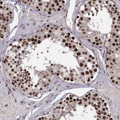 Immunohistochemistry: SNAP45 Antibody [NBP2-69047] - Immunohistochemical staining of human testis shows strong nuclear positivity in cells in seminiferous ducts.