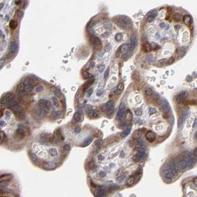 Immunohistochemistry-Paraffin: SND1 Antibody [NBP1-82461] - Staining of human placenta using Anti-SND1 antibody NBP1-82461.