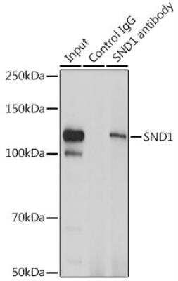 Immunoprecipitation: SND1 Antibody [NBP2-94469] - analysis of 200ug extracts of Jurkat cells using 3ug SND1 antibody.  Western blot was performed from the immunoprecipitate using SND1 antibody at a dilition of 1:1000.