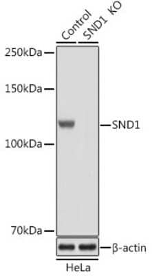 Western Blot: SND1 Antibody [NBP2-94095] - Western blot analysis of extracts from normal (control) and SND1 Rabbit pAb knockout (KO) HeLa cells, using SND1 Rabbit pAb antibody (NBP2-94095) at 1:1000 dilution. Secondary antibody: HRP Goat Anti-Rabbit IgG (H+L) at 1:10000 dilution. Lysates/proteins: 25ug per lane. Blocking buffer: 3% nonfat dry milk in TBST. Detection: ECL Basic Kit. Exposure time: 1s.