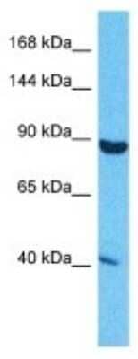 Western Blot: SND1 Antibody [NBP3-09955] - Western blot analysis of SND1 in Hela Whole Cell lysates. Antibody dilution at 1.0ug/ml