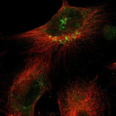 Immunocytochemistry/Immunofluorescence: SNF1LK2/SIK2 Antibody [NBP1-85114] - Staining of human cell line U-251 MG shows localization to the Golgi apparatus. Antibody staining is shown in green.