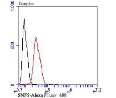 Flow Cytometry: SNF5 Antibody (JB49-18) [NBP2-75669] - Analysis of SH-SY-5Y cells with SNF5 antibody at 1/100 dilution (red) compared with an unlabelled control (cells without incubation with primary antibody; black).  Alexa Fluor 488-conjugated goat anti-rabbit IgG was used as the secondary antibody.