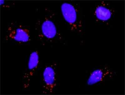 Proximity Ligation Assay: SNF5 Antibody [H00006598-D01P] - Analysis of protein-protein interactions between SMARCB1 and BAZ1B. HeLa cells were stained with anti-SMARCB1 rabbit purified polyclonal 1:1200 and anti-BAZ1B mouse monoclonal antibody 1:50. Each red dot represents the detection of protein-protein interaction complex, and nuclei were counterstained with DAPI (blue).