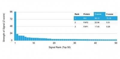 Protein Array: SNF5 Antibody (SMARCB1/3984) - Azide and BSA Free [NBP3-14177] - Analysis of Protein Array containing more than 19,000 full-length human proteins using SNF5 Antibody (SMARCB1/3984).