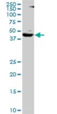 Western Blot: SNF5 Antibody [H00006598-B01P] - Analysis of SMARCB1 expression in 293.