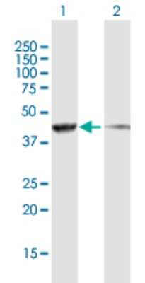 Western Blot: SNF5 Antibody [H00006598-B01P] - Analysis of SMARCB1 expression in transfected 293T cell line by SMARCB1 polyclonal antibody.  Lane 1: SMARCB1 transfected lysate(42.35 KDa). Lane 2: Non-transfected lysate.