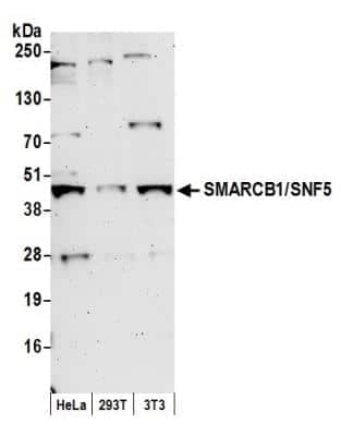 Western Blot: SNF5 Antibody [NB100-57525] - Detection of Human and Mouse SMARCB1/SNF5 by Western Blot. Samples: Whole cell lysate (50 ug) from HeLa, 293T, and mouse NIH3T3 cells prepared using NETN lysis buffer. Antibody: Affinity purified rabbit anti-SMARCB1/SNF5 antibody NB100-57525 used for WB at 0.4 ug/ml. Detection: Chemiluminescence with an exposure time of 3 minutes.