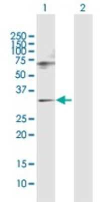 Western Blot: SNF8 Antibody [H00011267-D01P] - Analysis of SNF8 expression in transfected 293T cell line by SNF8 polyclonal antibody.Lane 1: SNF8 transfected lysate(28.90 KDa).Lane 2: Non-transfected lysate.