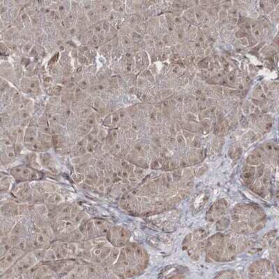 Immunohistochemistry-Paraffin: SNIP1 Antibody [NBP1-89428] - Staining of human pancreas shows low expression as expected.