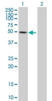 Western Blot: SNIP1 Antibody [H00079753-B01P] - Analysis of SNIP1 expression in transfected 293T cell line by SNIP1 polyclonal antibody.  Lane 1: SNIP1 transfected lysate(43.67 KDa). Lane 2: Non-transfected lysate.