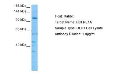 Western Blot: SNM1 Antibody [NBP2-83567] - Host: Rabbit. Target Name: DCLRE1A. Sample Tissue: DLD1 Whole Cell lysates. Antibody Dilution: 1.0ug/ml