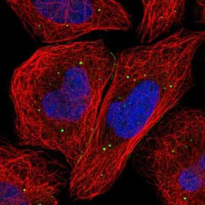 Immunocytochemistry/Immunofluorescence: SNRK Antibody [NBP1-83668] - Staining of human cell line U-2 OS shows localization to cell junctions & vesicles. Antibody staining is shown in green.