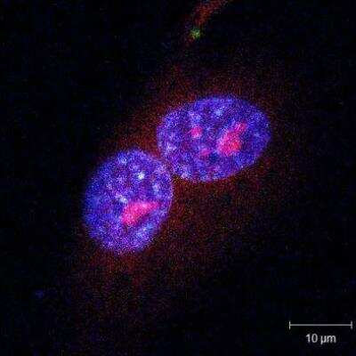 Immunocytochemistry/ Immunofluorescence SNRK Antibody