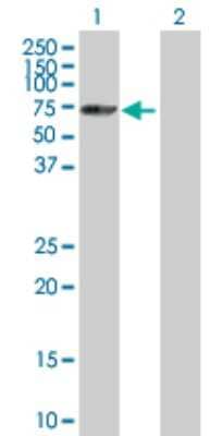 Western Blot: SNRK Antibody [H00054861-B01P] - Analysis of SNRK expression in transfected 293T cell line by SNRK polyclonal antibody.  Lane 1: SNRK transfected lysate(84.15 KDa). Lane 2: Non-transfected lysate.