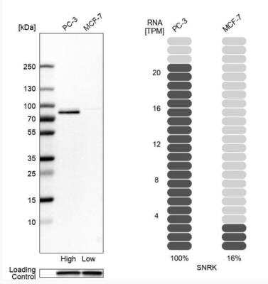 Western Blot SNRK Antibody