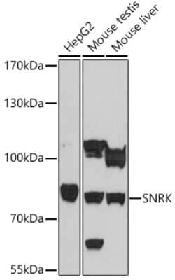 Western Blot SNRK Antibody - Azide and BSA Free