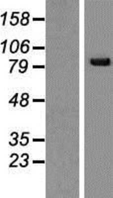 Western Blot SNRK Overexpression Lysate
