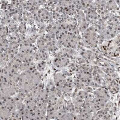 Immunohistochemistry-Paraffin: SNRNP48 Antibody [NBP1-86760] - Staining of human pancreas shows weak to moderate nuclear positivity in exocrine glandular cells.