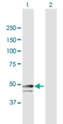 Western Blot: SNRNP48 Antibody [H00154007-B01P] - Analysis of SNRNP48 expression in transfected 293T cell line by SNRNP48 polyclonal antibody.  Lane 1: C6orf151 transfected lysate(37.29 KDa). Lane 2: Non-transfected lysate.