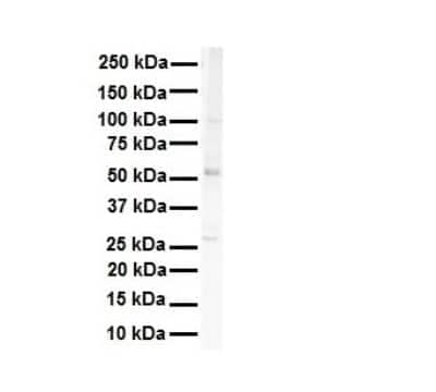 Western Blot: SNRP70 Antibody [NBP1-57487] - Antibody  Titration: 1 ug/ml HEK293.