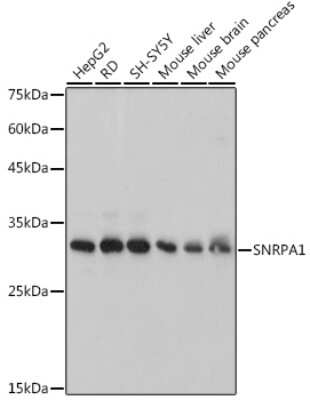 Western Blot: SNRPA1 Antibody (2D7M1) [NBP3-15292] - Western blot analysis of extracts of various cell lines, using SNRPA1 antibody (NBP3-15292) at 1:1000 dilution. Secondary antibody: HRP Goat Anti-Rabbit IgG (H+L) at 1:10000 dilution. Lysates/proteins: 25ug per lane. Blocking buffer: 3% nonfat dry milk in TBST. Detection: ECL Basic Kit. Exposure time: 3s.
