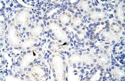 Immunohistochemistry-Paraffin: SNRPA1 Antibody [NBP1-57239] - Human kidney Tissue, antibody concentration 4-8ug/ml. Cells with positive label: renal corpuscle cells (indicated with arrows) 400X magnification.