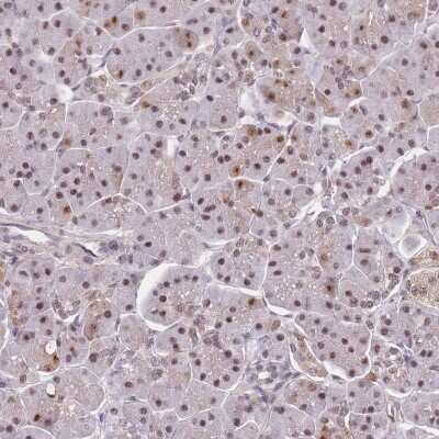 Immunohistochemistry-Paraffin: SNRPA1 Antibody [NBP2-33528] - Staining of human pancreas shows moderate nuclear positivity in exocrine glandular cells.