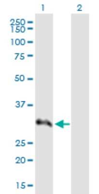 Western Blot: SNRPA1 Antibody [H00006627-B01P] - Analysis of SNRPA1 expression in transfected 293T cell line by SNRPA1 polyclonal antibody.  Lane 1: SNRPA1 transfected lysate(28.05 KDa). Lane 2: Non-transfected lysate.