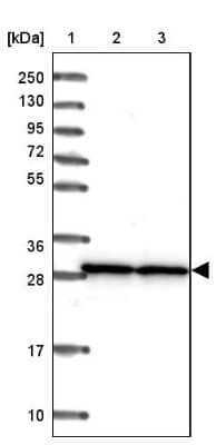 Western Blot: SNRPA1 Antibody [NBP2-33447] - Lane 1: Marker  [kDa] 250, 130, 95, 72, 55, 36, 28, 17, 10.  Lane 2: Human cell line RT-4.  Lane 3: Human cell line U-251MG sp