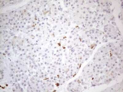 Immunohistochemistry: SNRPB2 Antibody (OTI2A5) - Azide and BSA Free [NBP2-74260] - Analysis of Human pancreas tissue. (Heat-induced epitope retrieval by 1mM EDTA in 10mM Tris buffer (pH8.5) at 120C for 3 min)