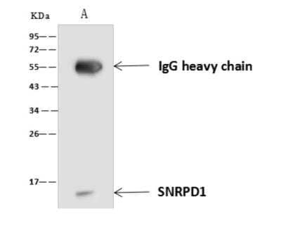 Immunoprecipitation: SNRPD1 Antibody [NBP3-06017] - SNRPD1 was immunoprecipitated using: Lane A:0.5 mg HepG2 Whole Cell Lysate 4 uL anti-SNRPD1 rabbit polyclonal antibody and 60 ug of Immunomagnetic beads Protein AG. Primary antibody: Anti-SNRPD1 rabbit polyclonal antibody,at 1:100 dilution Secondary antibody: Goat Anti-Rabbit IgG (H+L)HRP  at 110000 dilution Developed using the ECL technique. Performed under reducing conditions. Predicted band size: 13 kDa Observed band size :13 kDa