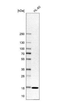 Western Blot SNRPD1 Antibody