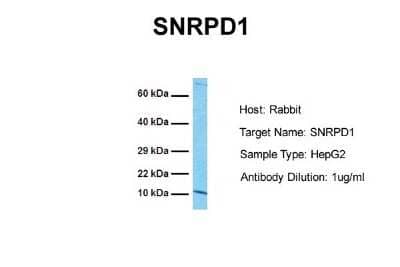 Western Blot SNRPD1 Antibody - BSA Free