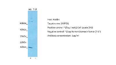 Western Blot SNRPD1 Antibody - BSA Free