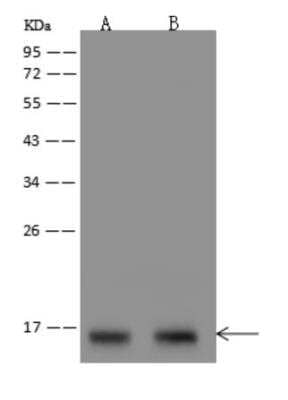Western Blot: SNRPD1 Antibody [NBP3-06017] - Anti-SNRPD1 rabbit polyclonal antibody at 1:500 dilution Lane A: HepG2 Whole Cell Lysate Lane B: HL60 Whole Cell Lysate Lysates/proteins at 30 ug per lane.Secondary: Goat Anti-Rabbit IgG (H+L)HRP  at 110000 dilution. Developed using the ECL technique. Performed under reducing conditions. Predicted band size:13 kDa Observed band size:13 kDa