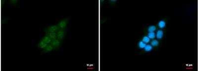 Immunocytochemistry/Immunofluorescence: SNRPD2 Antibody [NBP2-20438] - HCT116 cells were fixed in 4% paraformaldehyde/PBS for 15 min. Green: SNRPD2 protein stained by SNRPD2 antibody diluted at 1:2000. Blue: Hoechst 33342 staining