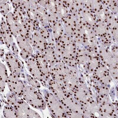 Immunohistochemistry-Paraffin: SNRPD2 Antibody [NBP1-87028] - Staining of human stomach shows strong nuclear positivity in glandular cells.