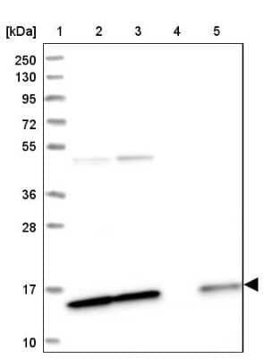 Western Blot: SNRPD2 Antibody [NBP1-87028] - Lane 1: Marker  [kDa] 250, 130, 95, 72, 55, 36, 28, 17, 10.  Lane 2: Human cell line RT-4.  Lane 3: Human cell line U-251MG sp.  Lane 4: Human plasma (IgG/HSA depleted).  Lane 5: Human liver tissue