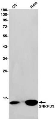 Western Blot: SNRPD3 Antibody (S09-8I7) [NBP3-15094] - Western blot detection of SNRPD3 in C6 and Hela cell lysates using SNRPD3 Rabbit mAb (1:1000 diluted). Predicted band size: 14kDa. Observed band size: 14kDa.