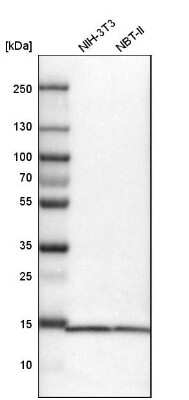 Western Blot: SNRPD3 Antibody [NBP1-80735] - Analysis in mouse cell line NIH-3T3 and rat cell line NBT-II.