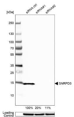 Western Blot: SNRPD3 Antibody [NBP1-80735] - Analysis in HEK293 cells transfected with control siRNA, target specific siRNA probe #1 and #2, using anti-SNRPD3 antibody. Remaining relative intensity is presented. Loading control: anti-GAPDH.