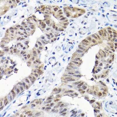 Immunohistochemistry-Paraffin SNRPF Antibody - Azide and BSA Free