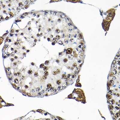 Immunohistochemistry-Paraffin SNRPF Antibody - Azide and BSA Free