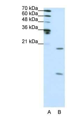 Western Blot: SNRPF Antibody [NBP1-57463] - HepG2 cell lysate, Antibody Titration: 0.31ug/ml