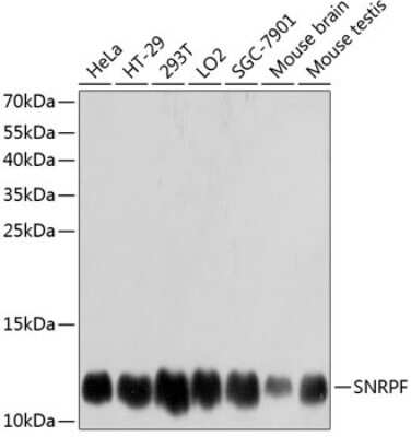 Western Blot SNRPF Antibody - Azide and BSA Free