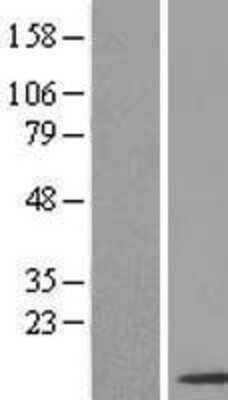 Western Blot: SNRPF Overexpression Lysate (Adult Normal) [NBL1-16293] Left-Empty vector transfected control cell lysate (HEK293 cell lysate); Right -Over-expression Lysate for SNRPF.